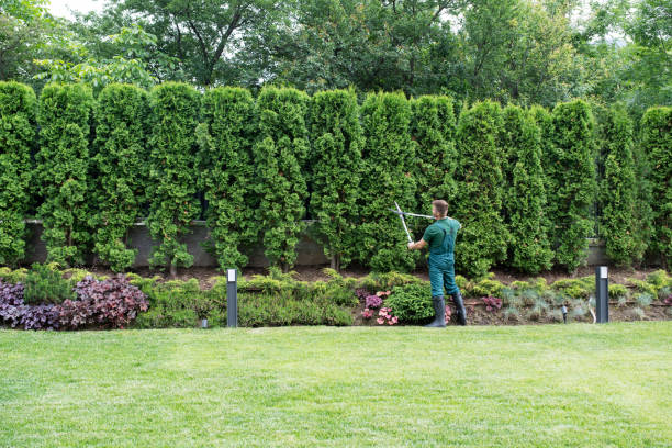 Best Organic Lawn Care Solutions  in Bull Run, VA